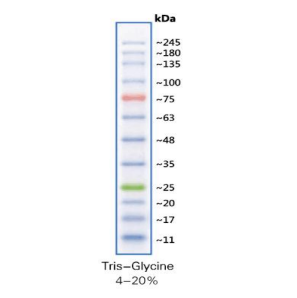 彩虹245广谱蛋白Marker （11-245KD)