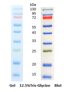 彩虹130广谱蛋白marker（15-130KD）