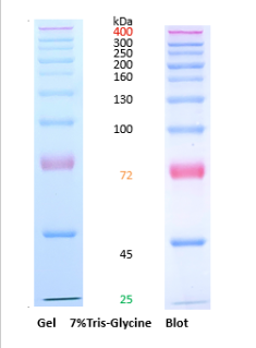 彩虹预染蛋白marker（25-400KD）