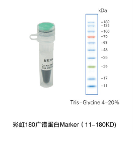 彩虹180广谱蛋白Marker（11-180KD)