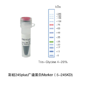 彩虹245plus广谱蛋白Marker（5-245KD)