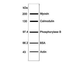 次高分子量蛋白质Marker(43-200kDa)
