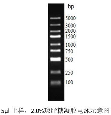D2000 plus DNA Ladder