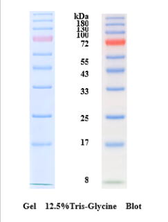 彩虹预染蛋白marker（8-180KD）