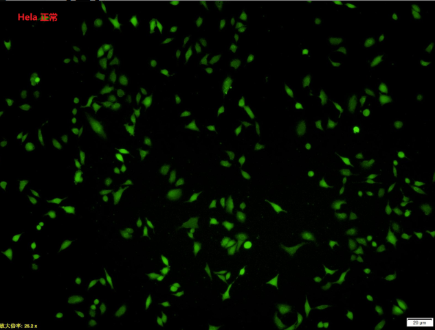 活性氧检测yabo官网手机版
盒