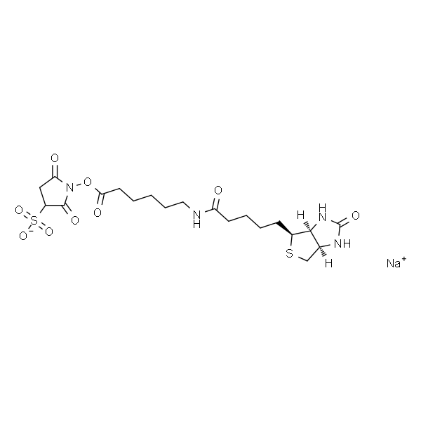 Sulfosuccinimidyl 6-(biotinamido)hexanoate