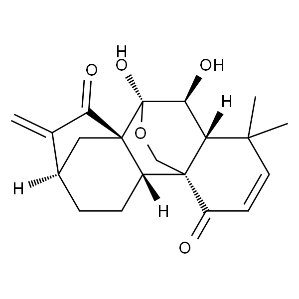 毛萼乙素